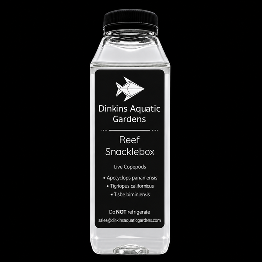 Dinkins Reef Snacklebox- 16 Ounce Bottle on black background