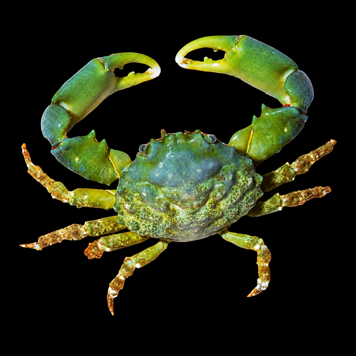 Emerald Crab on black background
