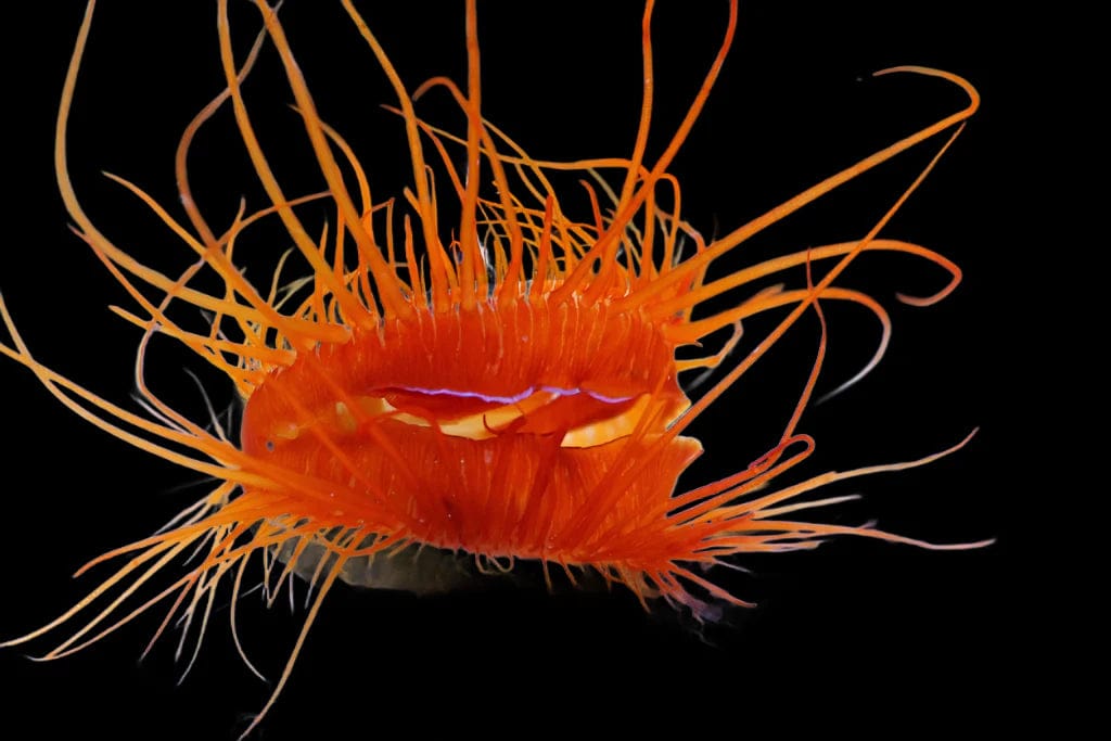 Electric Flame Scallop