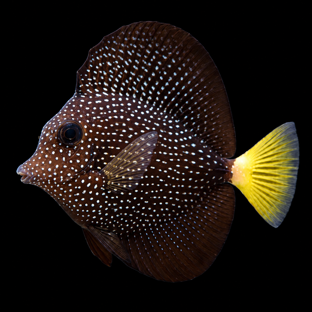 Gem Tang facing left on black background