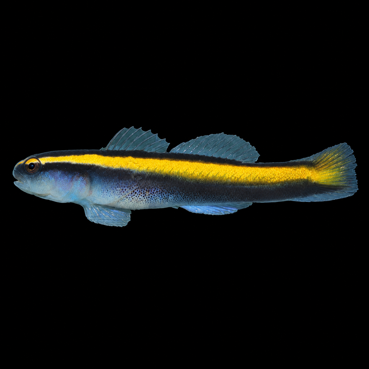 Golden Cleaner Goby facing left on black — representative photo