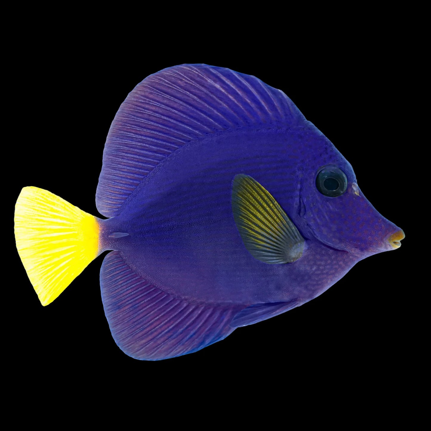 Purple Tang