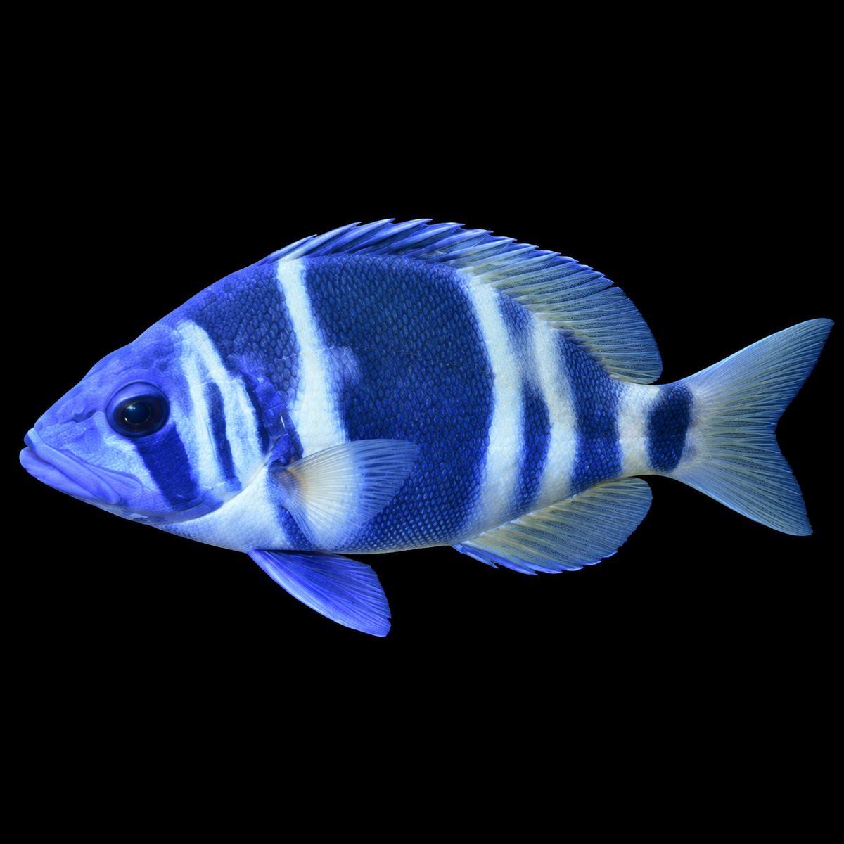 Indigo Hamlet Sea Bass facing left on black — representative image