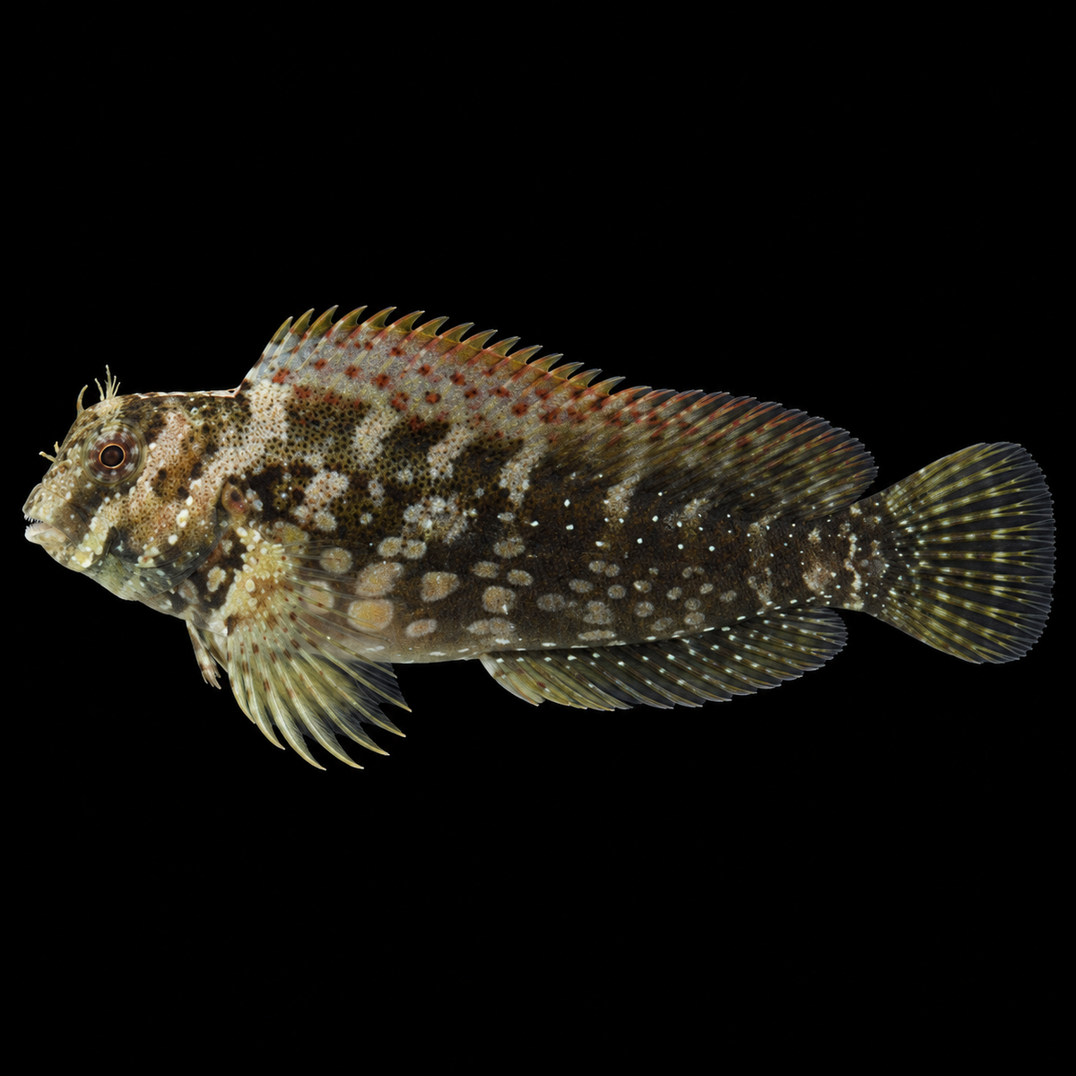 Lawnmower Blenny facing left on black — representative image