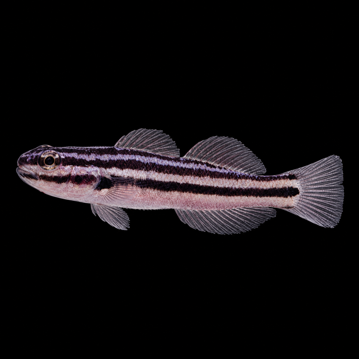 Links Sleeper Goby facing left on black — representative photo
