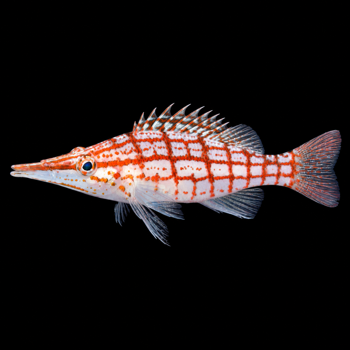 Long Nose Hawkfish — AI-edited representative photo