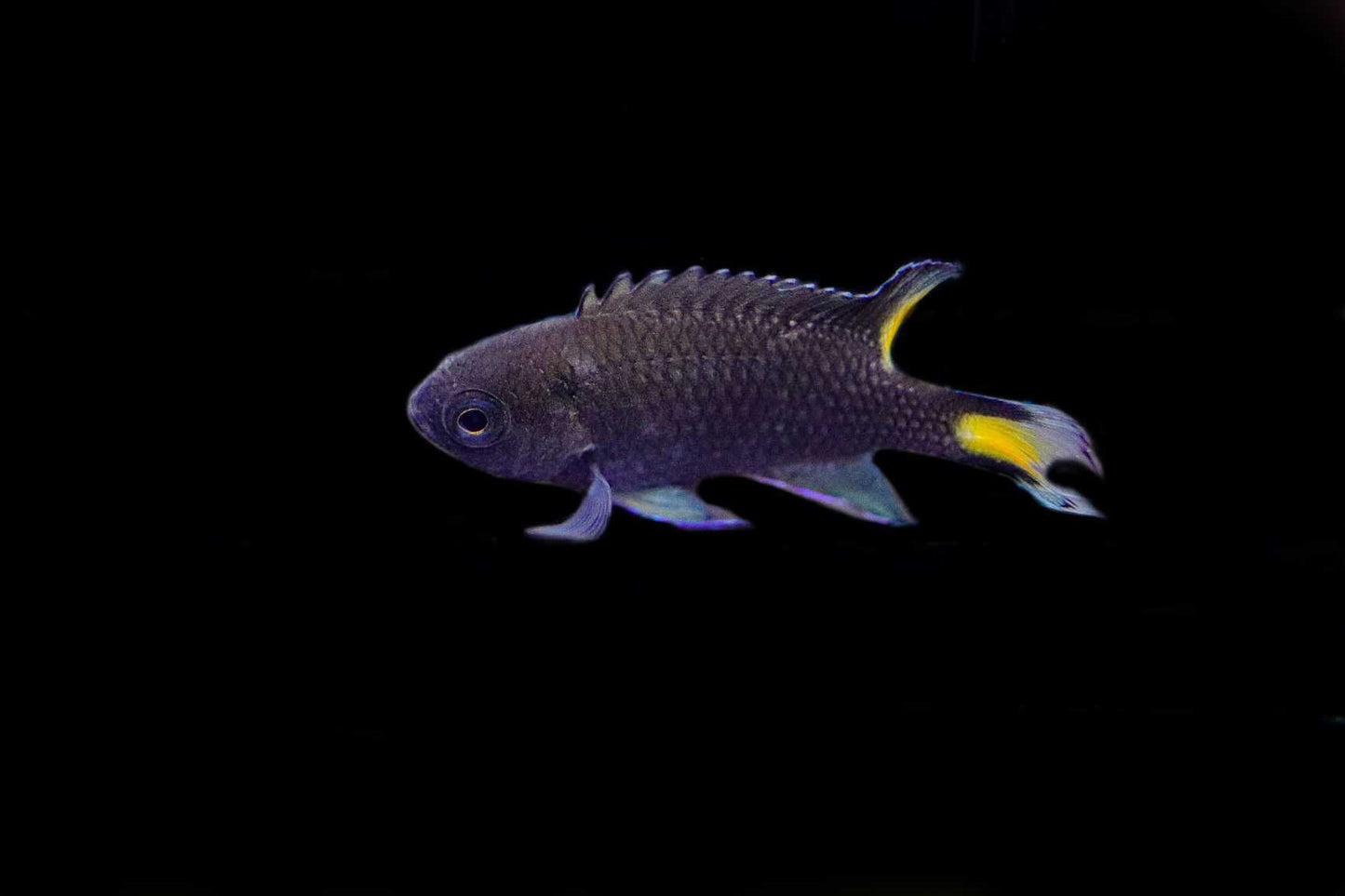 Lyretail Damselfish