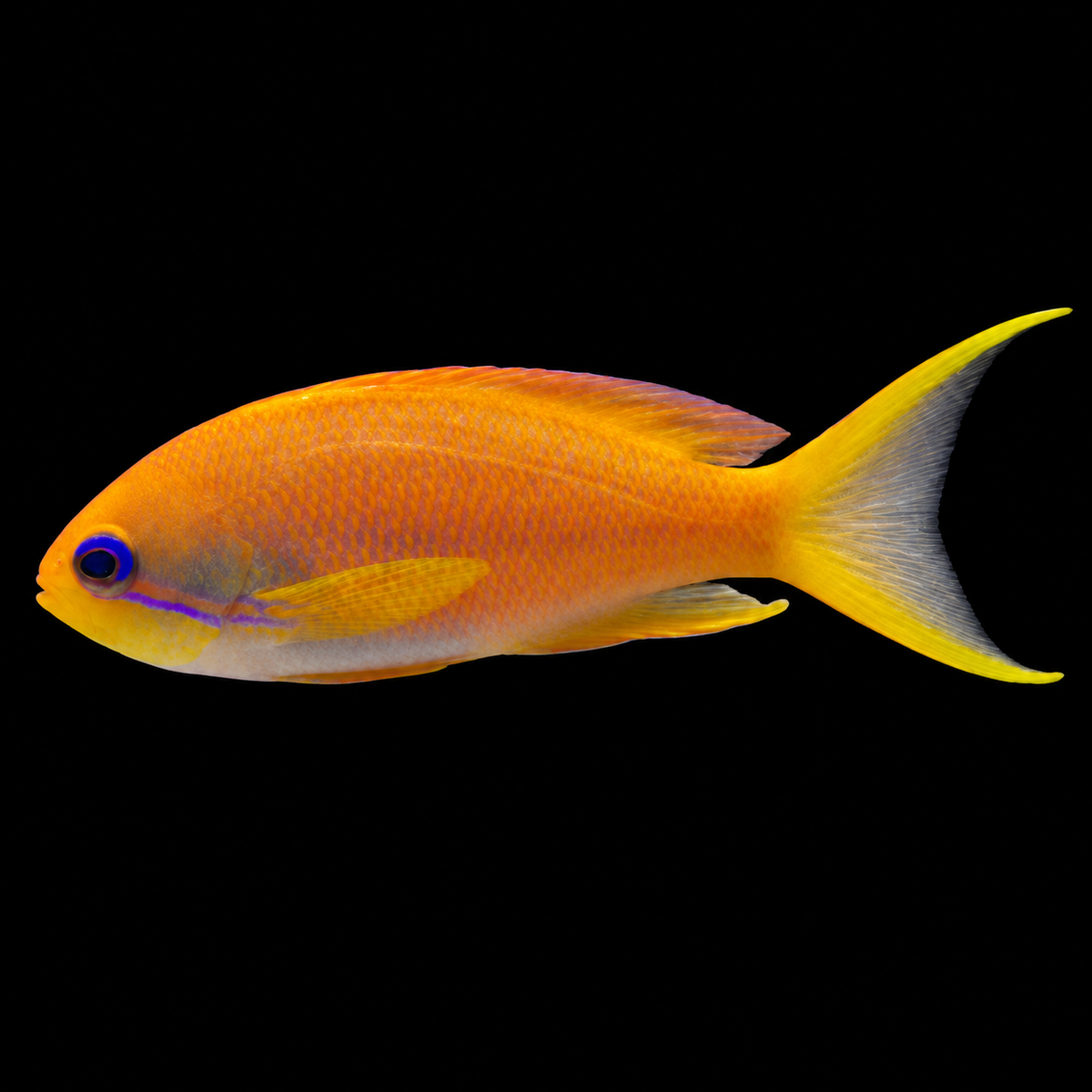 Female Lyretail Orange Anthias facing left on black — representative image