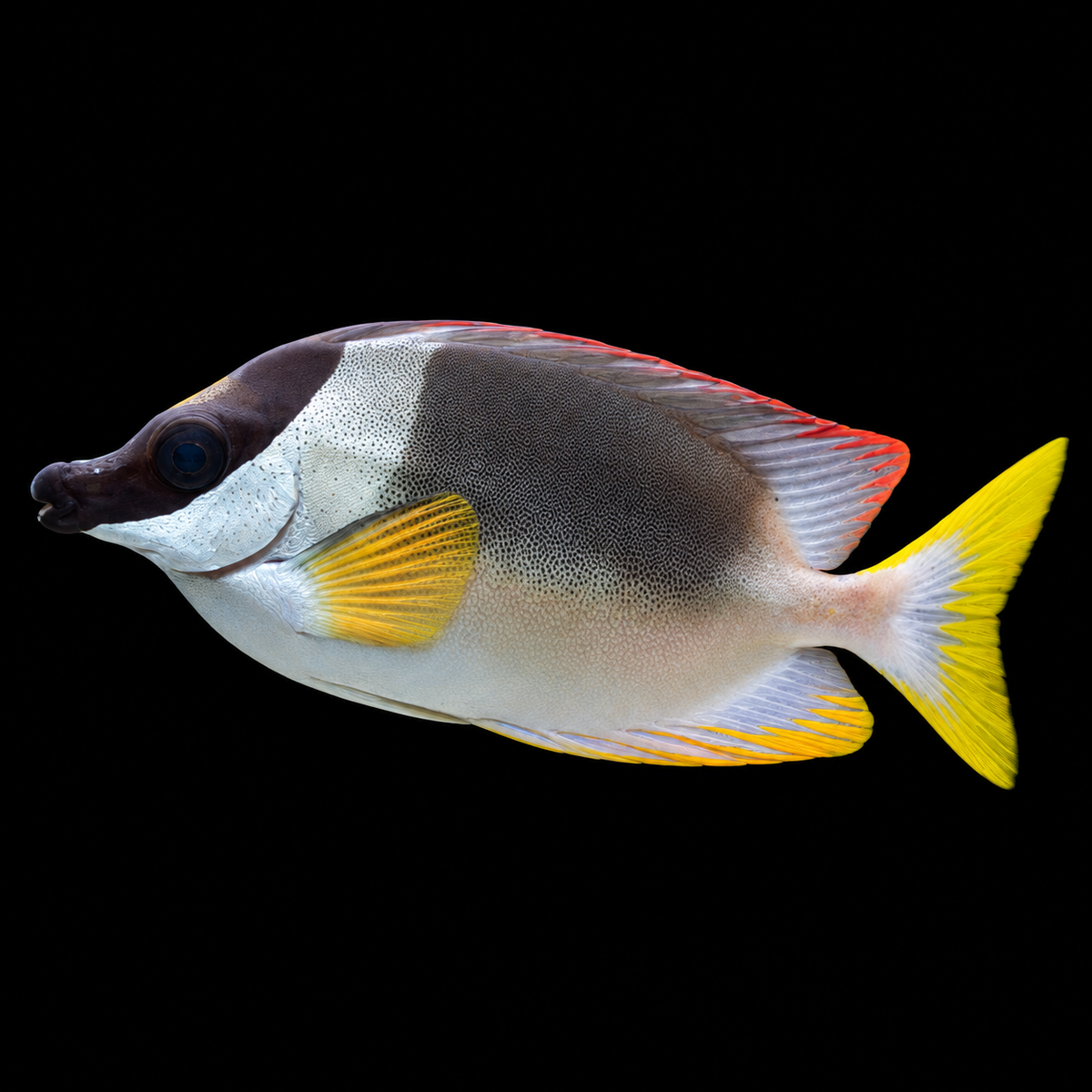Magnificent Foxface facing left on black — representative image