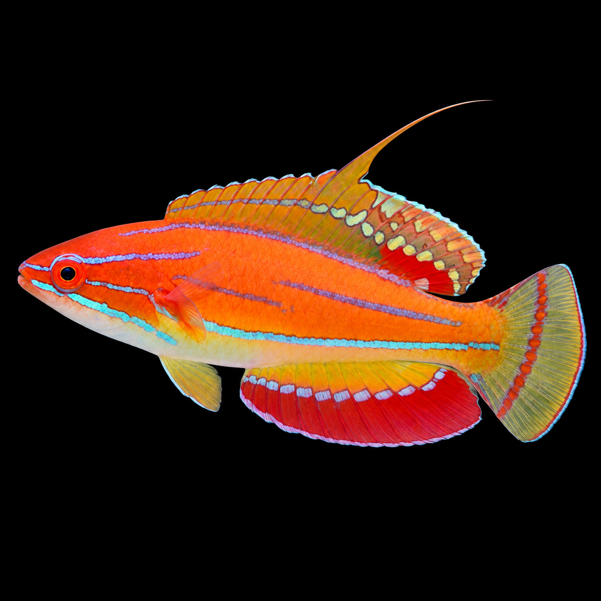 McCosker's Wrasse facing left on black — AI-edited representative image