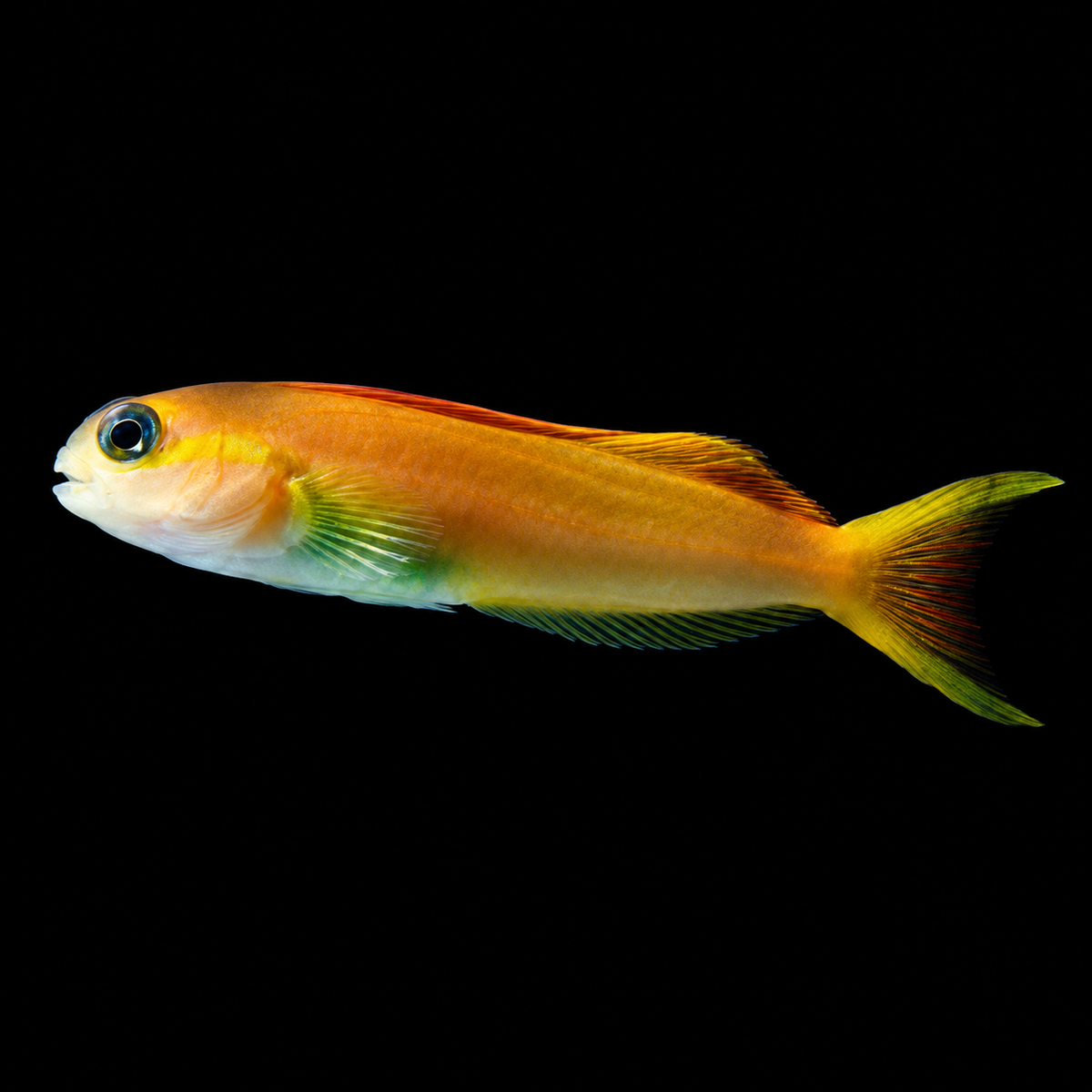 Midas Blenny — AI-edited representative photo