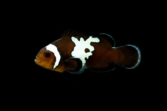Midnight Lightning Clownfish - Horizontally Flipped