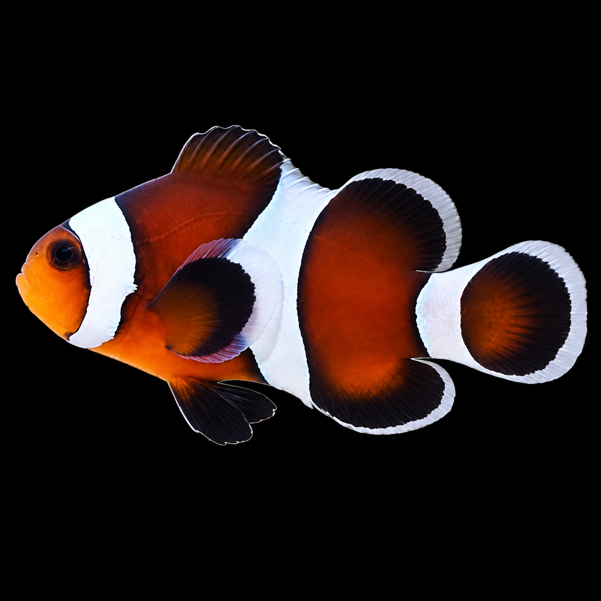 Mocha Clownfish facing left on black background