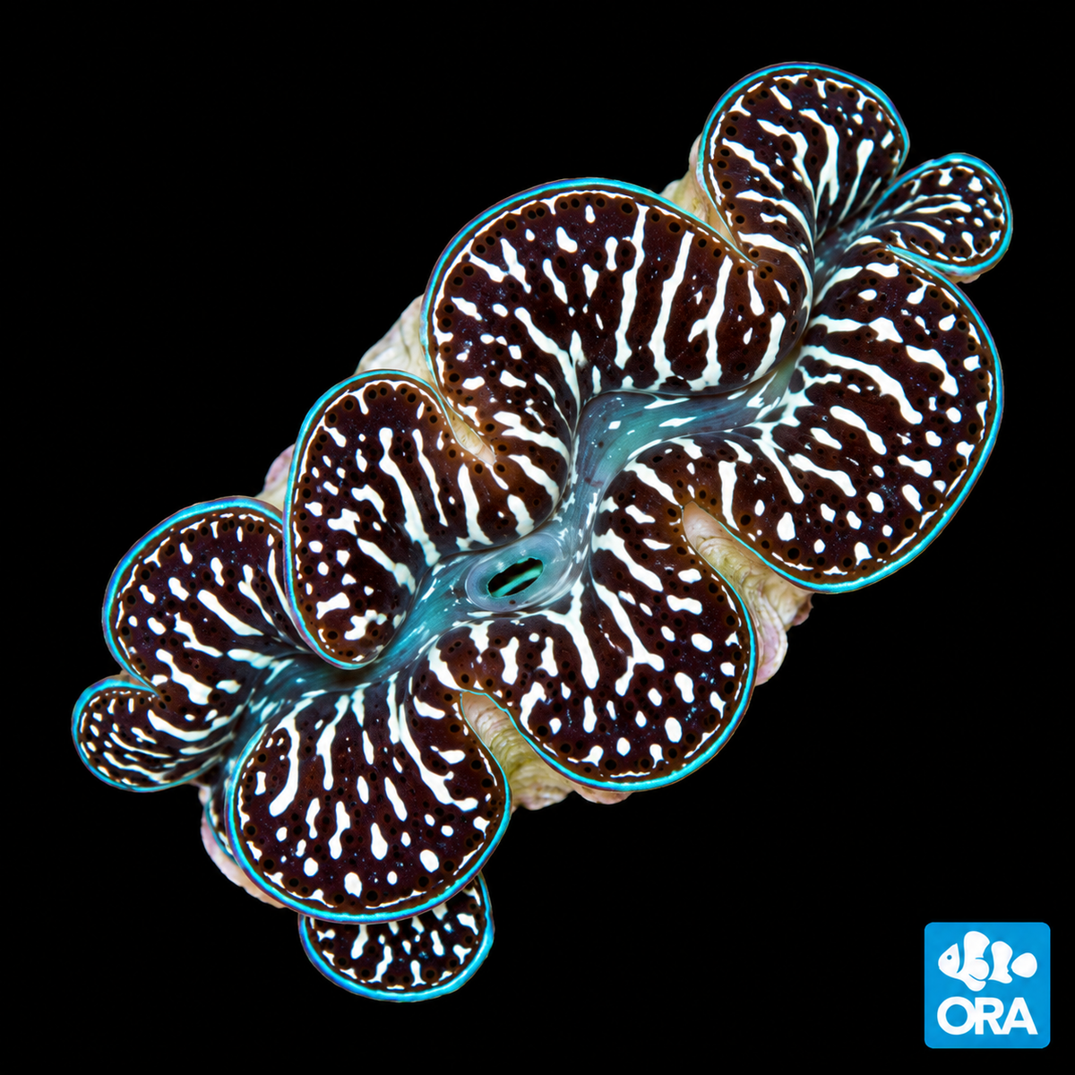 ORA Ultra Black & Color Maxima Clam (Tridacna Maxima) 1.5"/4-5cm on black background