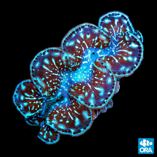 ORA First Grade Maxima Clam on black background
