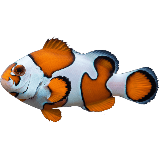 Orange Storm Clownfish
