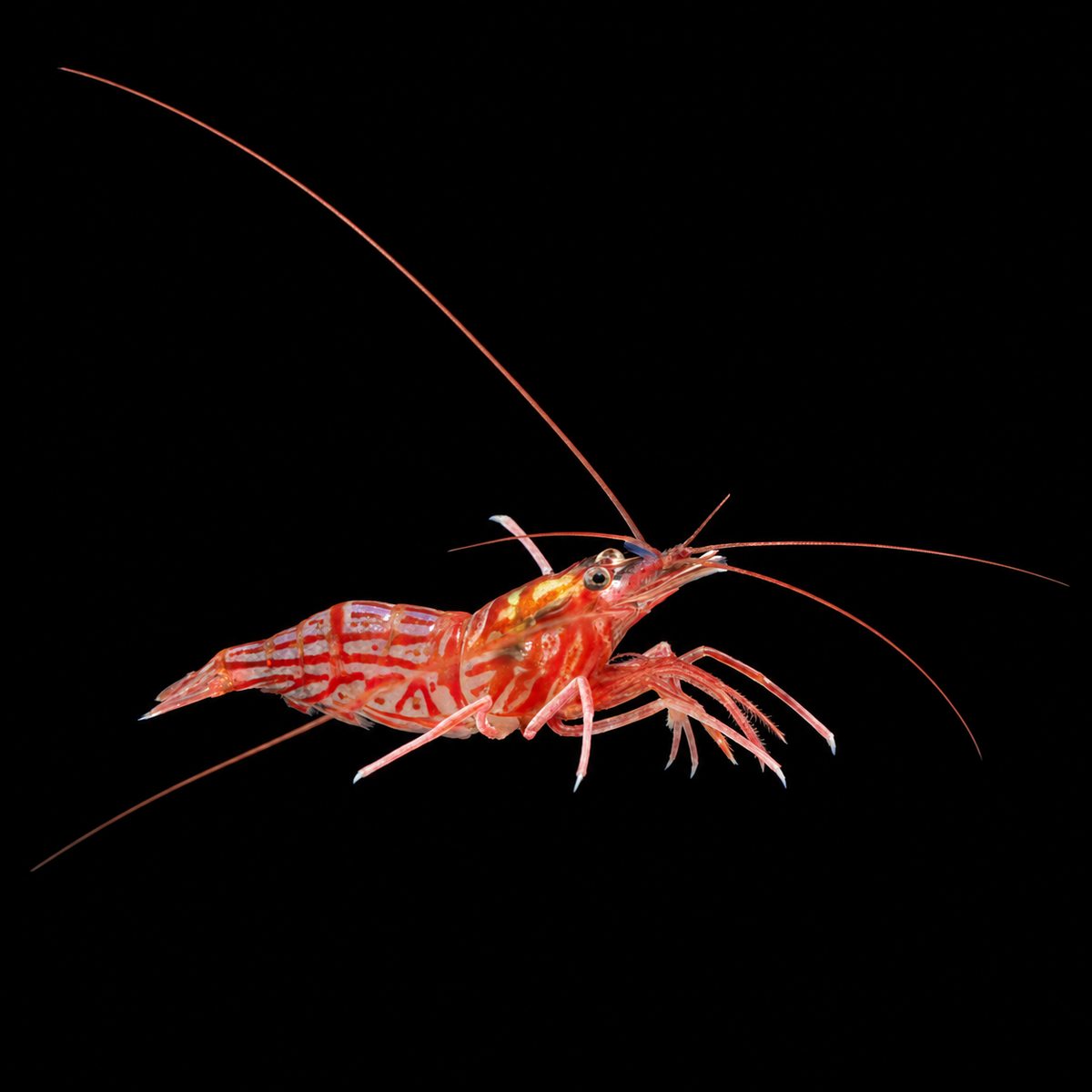 Peppermint Shrimp on black background