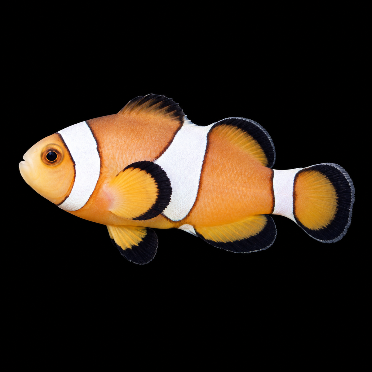 Captive True Percula Clownfish — AI-edited representative photo