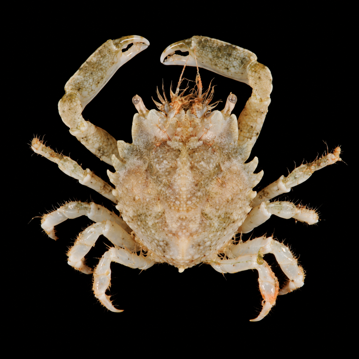 Pithos Crab on black background