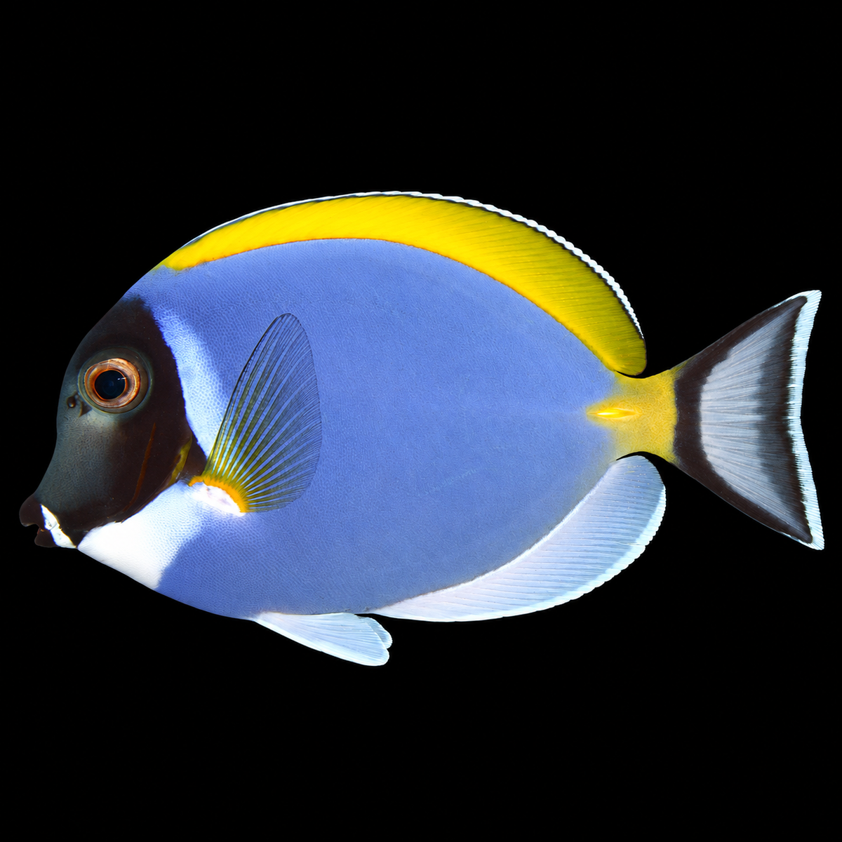 Powder Blue Tang facing left on black — representative image