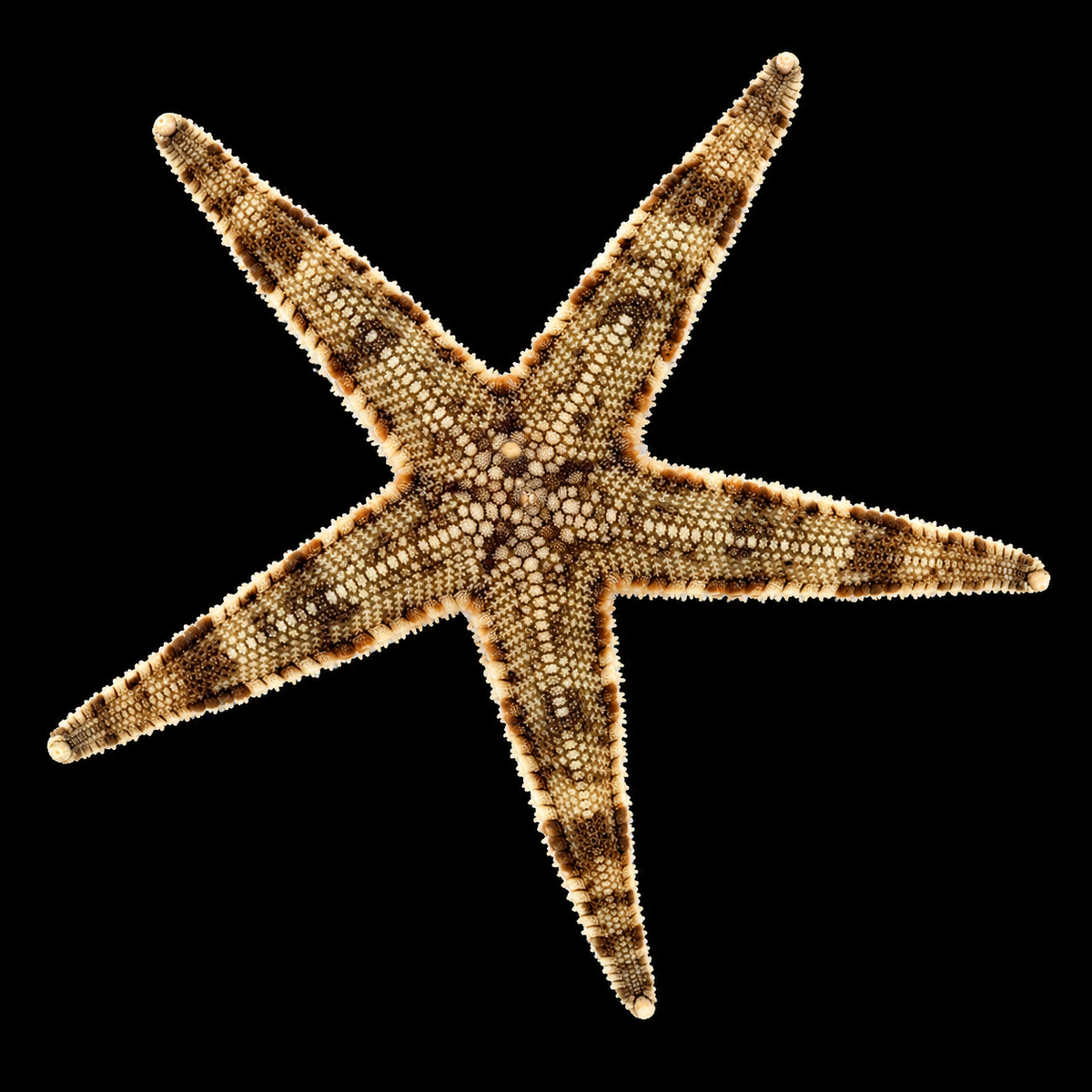 Sand Starfish on black background