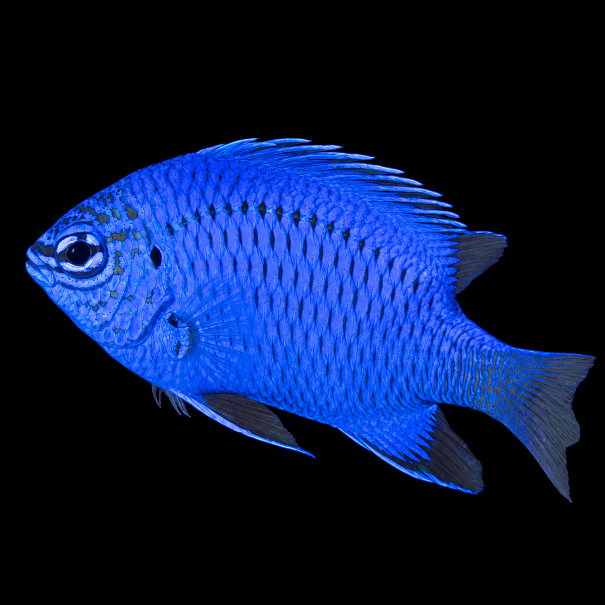 Springeri Damsel facing left on black — representative image