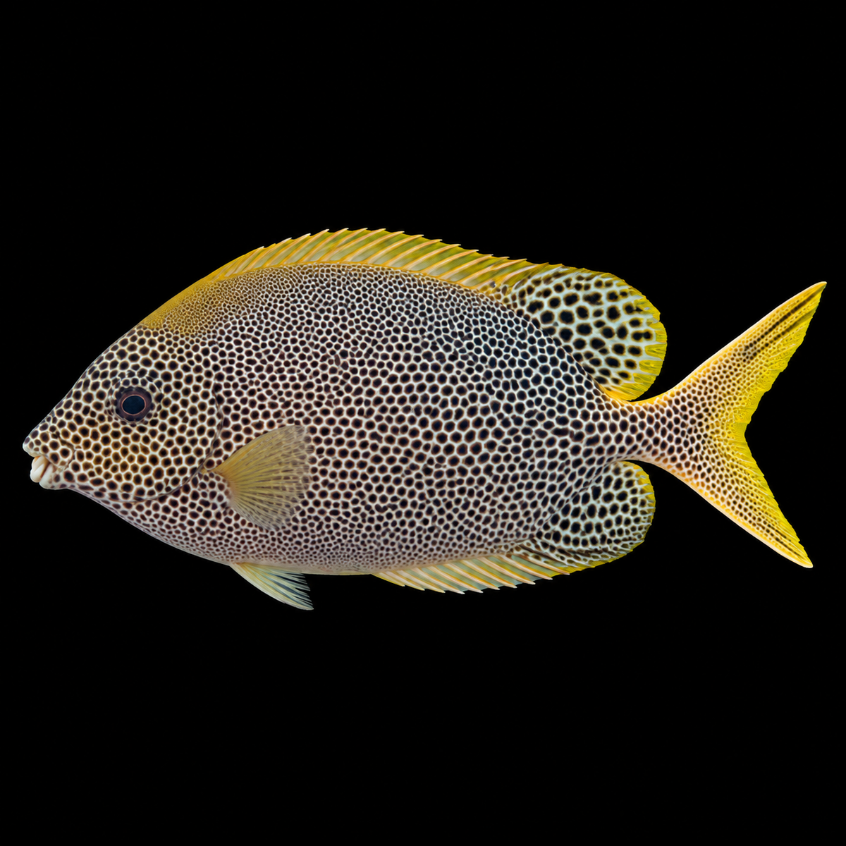 Star Spotted Spinefoot Rabbitfish — AI-edited representative photo