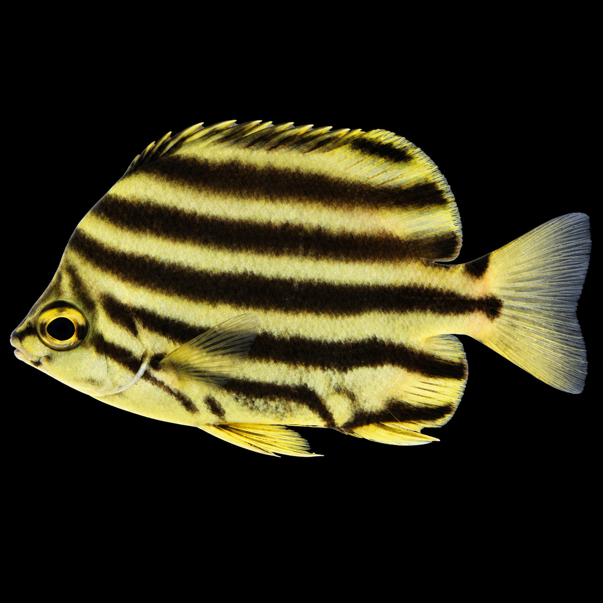 Stripey — AI-edited representative photo