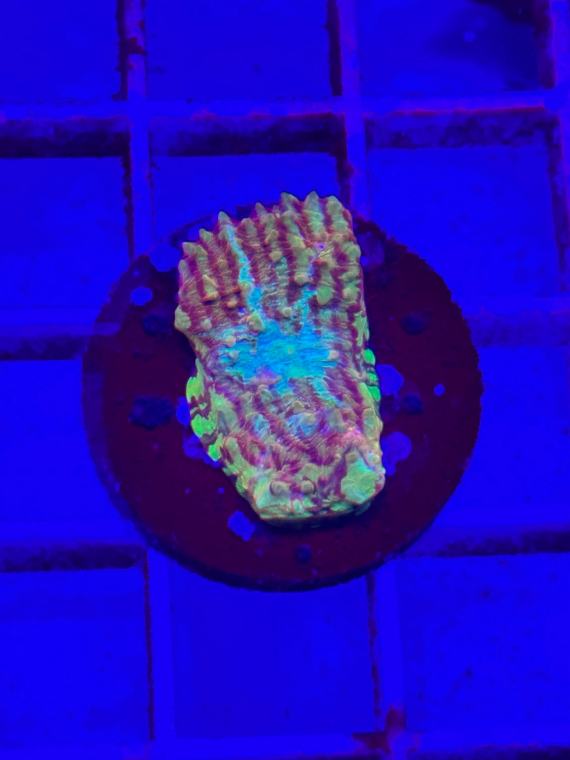 TCK Grafted Convict Chalice Frag