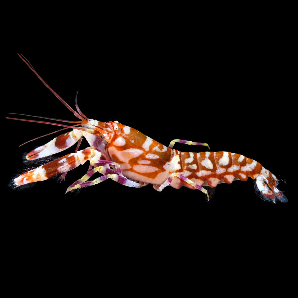 Tiger Pistol Shrimp on black background