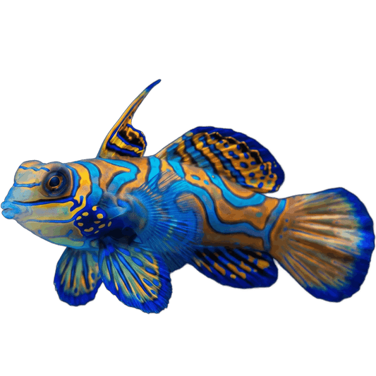 Blue/ Green Mandarin- Male