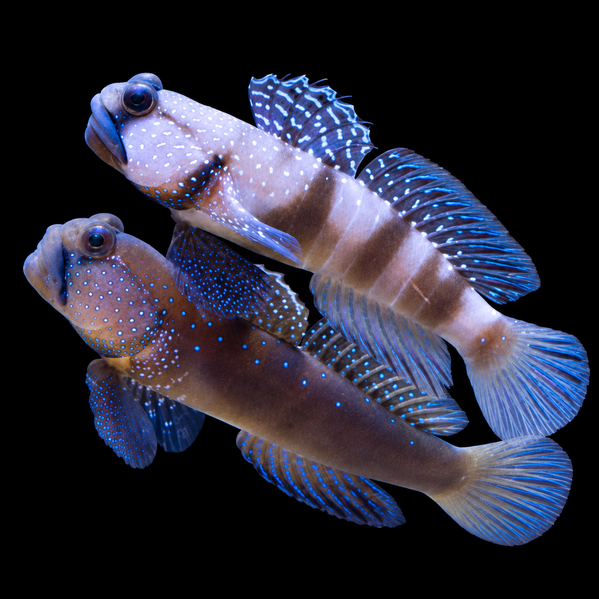 Captive Watchman Goby on black background