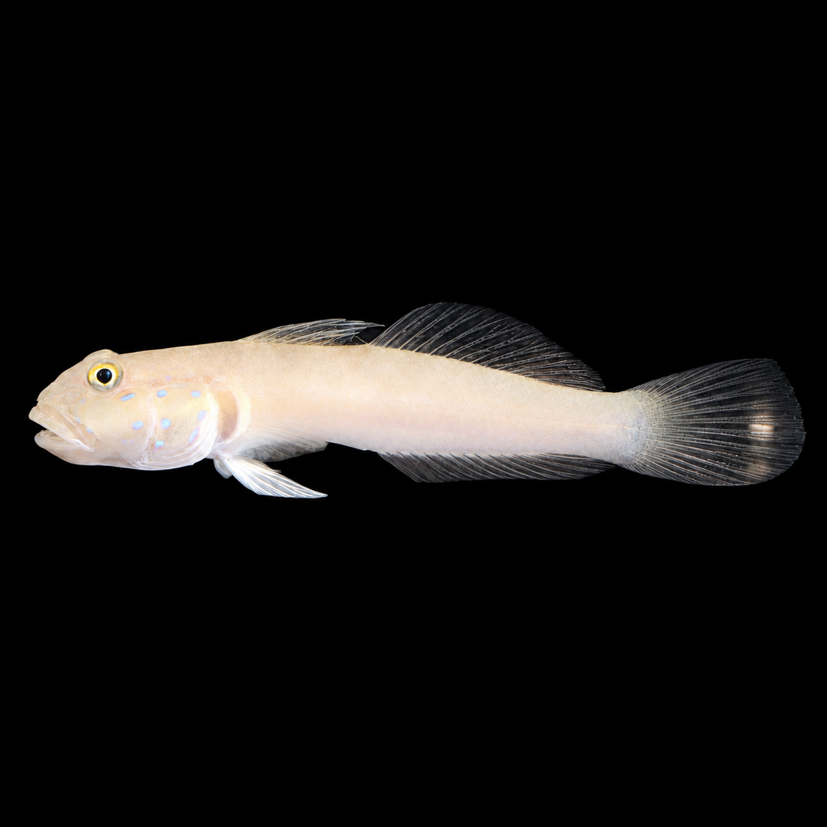 White Sleeper Goby facing left on black — AI-edited representative image