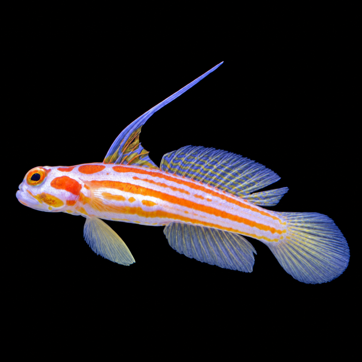 Yashia Goby — AI-edited representative photo
