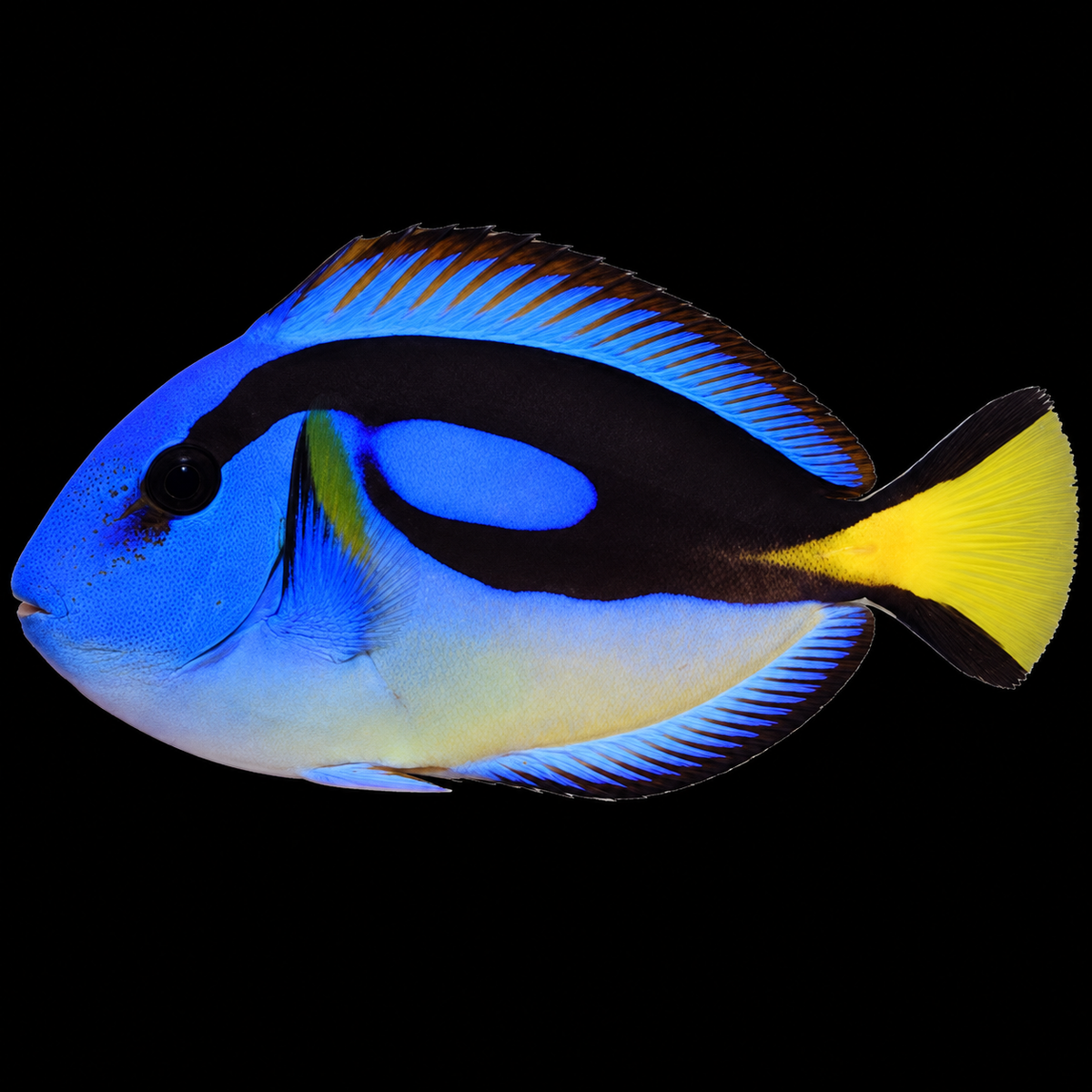 Yellow Belly Blue Hippo Tang facing left on black — AI-edited representative image