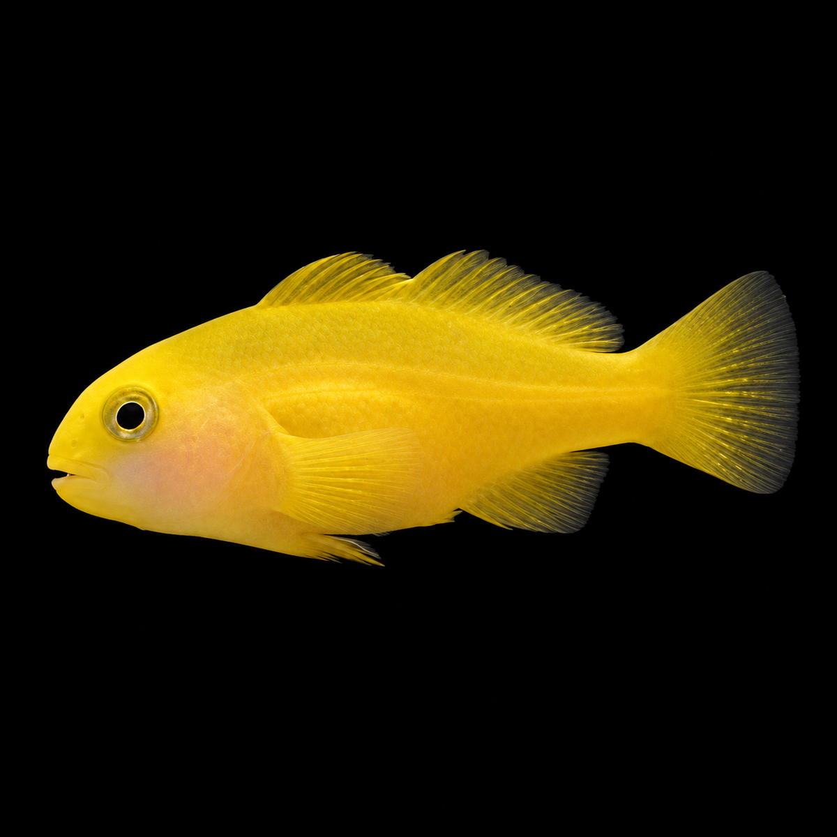 Yellow Clown Goby facing left on black — representative image