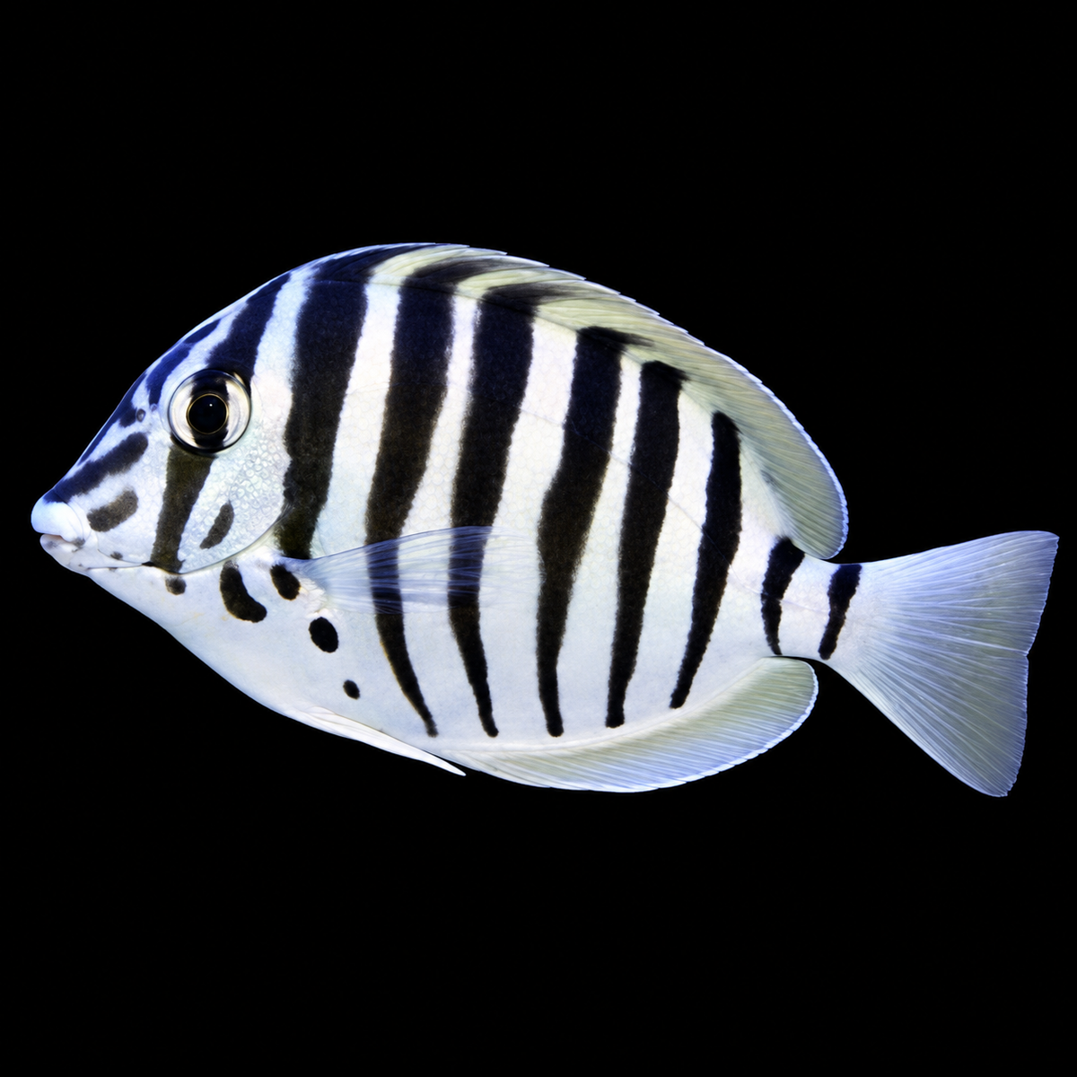 Zebra Black Barred Tang on black background