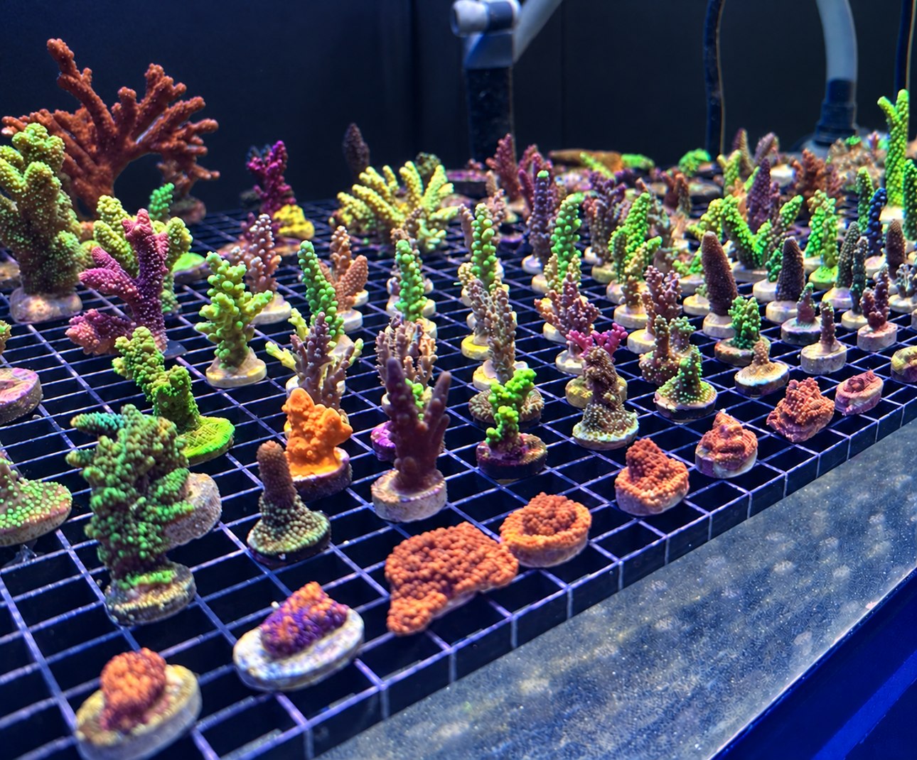 Colorful SPS coral frags growing on racks at Saltwater Sanctuary